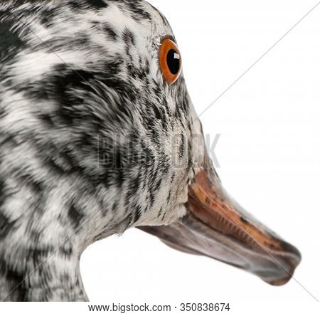 Close-up of White-winged Wood Duck, Asarcornis scutulata, in front of white background