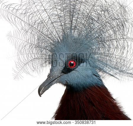 Southern Crowned Pigeon, Goura scheepmakeri, in front of white background