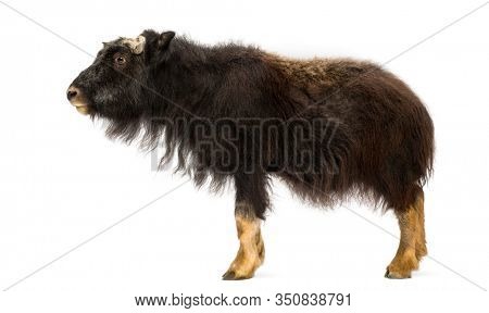 Side view of a Young Muskox standing, Ovibos moschatus, isolated on white