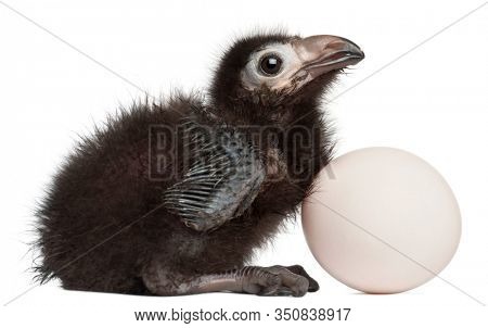 Ross's Turaco, Musophaga rossae, with his hatched egg, 1 week old, in front of white background