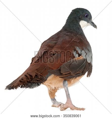 Mindanao Bleeding-heart, Gallicolumba crinigera, adult, in front of white image