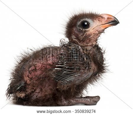 Fischer's Turaco, Tauraco fischeri, 1 week old, in front of white background