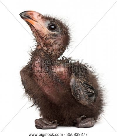 Fischer's Turaco, Tauraco fischeri, 1 week old, in front of white background