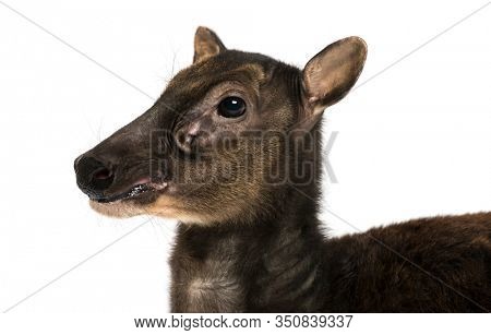 Close-up of a Visayan spotted deer, Rusa alfredi, isolated on white
