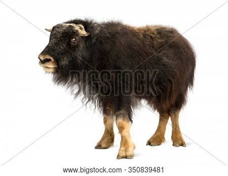 Side view of a Young Muskox standing, Ovibos moschatus, isolated on white