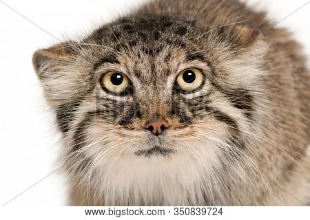 Pallas's cat, Otocolobus manul, 11 years old, in front of white background