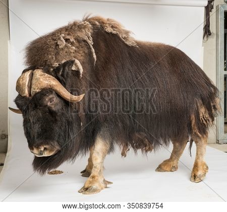 Muskox, Ovibos Moschatus, 9 years old, isolated on white