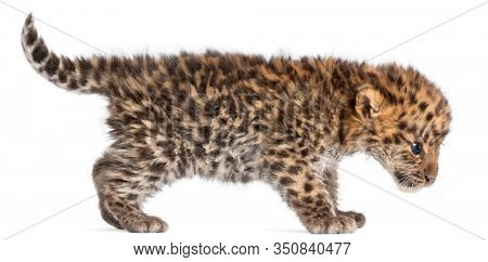 Amur leopard cub walking, Panthera pardus orientalis, 6 weeks old, in front of white background