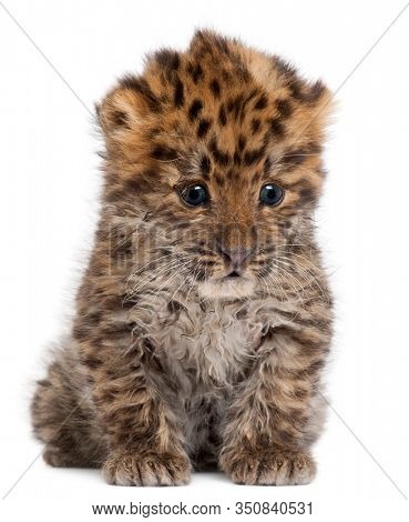 Amur leopard cub, Panthera pardus orientalis, 6 weeks old, in front of white background