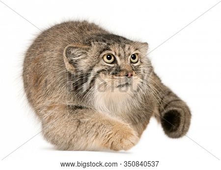 Pallas's cat, Otocolobus manul, 11 years old, in front of white background
