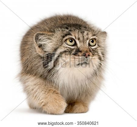 Pallas's cat, Otocolobus manul, 11 years old, in front of white background