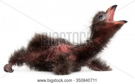 Fischer's Turaco, Tauraco fischeri, 2 days old, in front of white background
