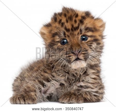 Amur leopard cub, Panthera pardus orientalis, 6 weeks old, in front of white background