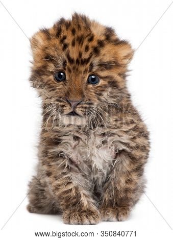 Amur leopard cub, Panthera pardus orientalis, 6 weeks old, in front of white background