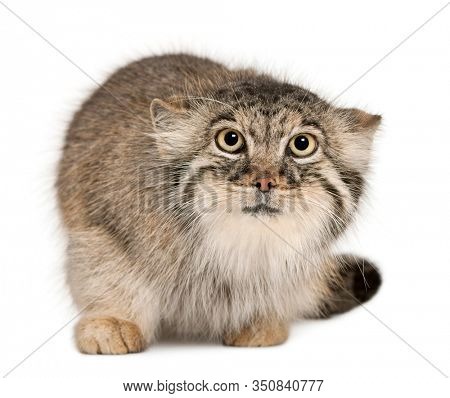 Pallas's cat, Otocolobus manul, 11 years old, in front of white background