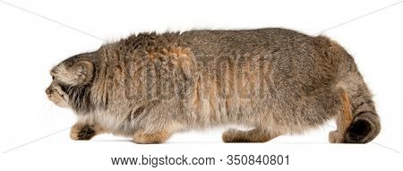 Pallas's cat, Otocolobus manul, 11 years old, in front of white background