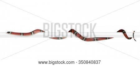 Sinaloan milk snake, Lampropeltis triangulum sinaloae, in front of white background