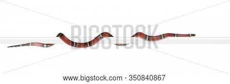 Sinaloan milk snake, Lampropeltis triangulum sinaloae, in front of white background