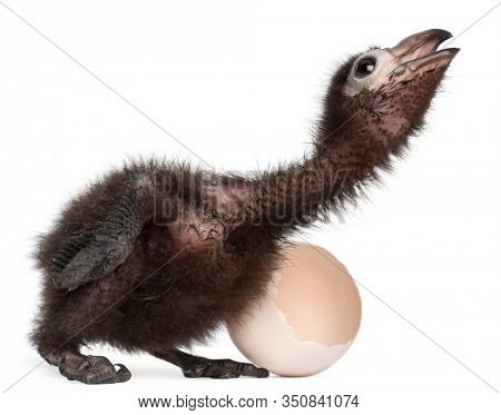Ross's Turaco, Musophaga rossae, with his hatched egg, 1 week old, in front of white background