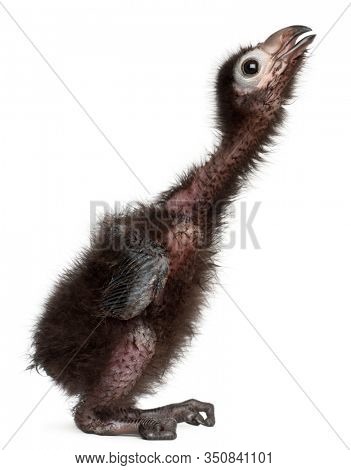 Ross's Turaco, Musophaga rossae, 1 week old, in front of white background