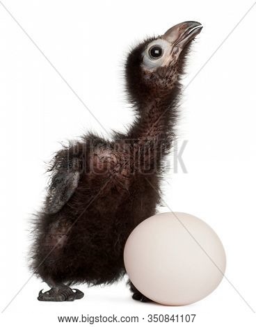 Ross's Turaco, Musophaga rossae, with his hatched egg, 1 week old, in front of white background