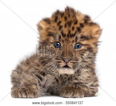 Amur leopard cub, Panthera pardus orientalis, 6 weeks old, in front of white background