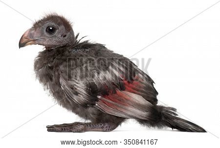 Fischer's Turaco, Tauraco fischeri, 3 weeks old, in front of white background