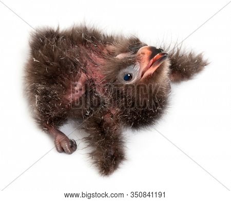 High angle view of Fischer's Turaco, Tauraco fischeri, 2 days old, in front of white background