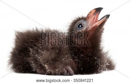 Fischer's Turaco, Tauraco fischeri, 2 days old, in front of white background
