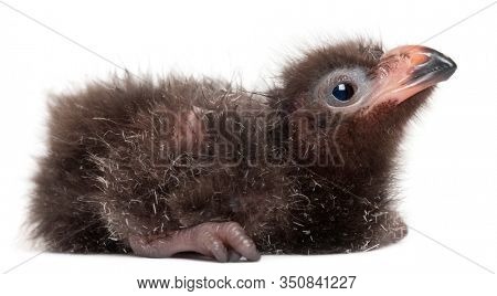 Fischer's Turaco, Tauraco fischeri, 2 days old, in front of white background