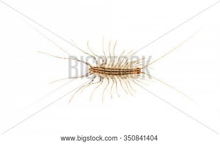 Yellowish-grey centipede, isolated on white