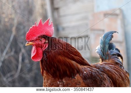 Red Rooster On The Free Range Farm, Poultry Concept. Portrait Of The Cockerel With Colorful Tail On 