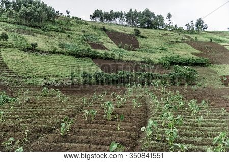 Plantations in Nord Kivu, DRC