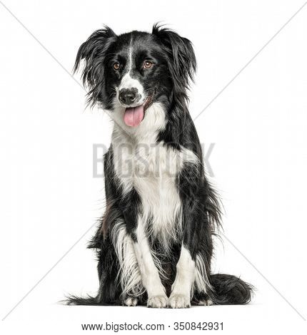 Happy black and white Crossbreed dog panting, isolated on white