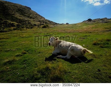 Happy Cow In The Meadow Of The Hiking Path To Ascent To The Matagalls.