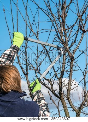 Closeup of gardener's hands pruning fruit tree branches with pruning shears
