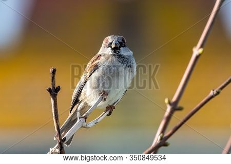 House Sparrow (passer Domesticus)