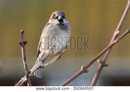 Portrait Of A House Sparrow (passer Domesticus) Perching On A Branch.