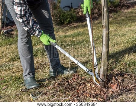 Female gardener using pruning shears to prune root sprouts of fruit tree