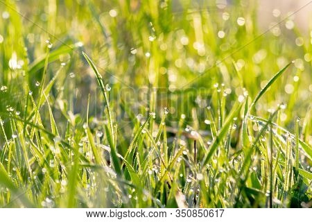 Green Grass In Morning Dew. Beautiful Springtime Nature Scenery In The Morning