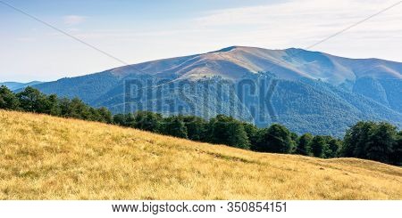 Carpathian Mountain Landscape In Summer. Weathered Grass On The Meadow. Beech Forest On The Edge Of 
