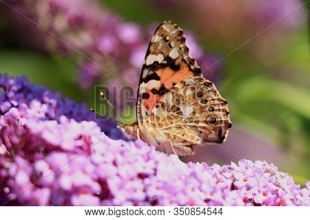Painted Lady (vanessa Cardui) Butterfly On Summer Lilac