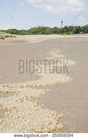Beach Landscape: Sand With A Row Of Black Snail Egg Capsules, Adelomelon Brasiliana, In Punta Rasa, 