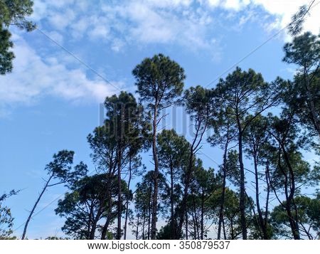 Pine Tree In Palampur Forest Himachal Pradesh India