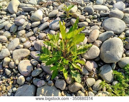 Small Green Leafs Plant With Stone In Himachal Pradesh India