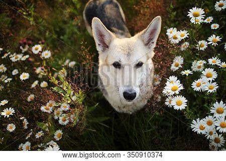 Loyal Sitting Dog Amidst Chamomiles At Summer Day