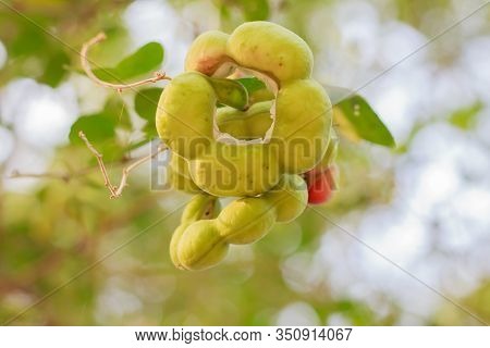 Fresh Manila Tamarind On Tree