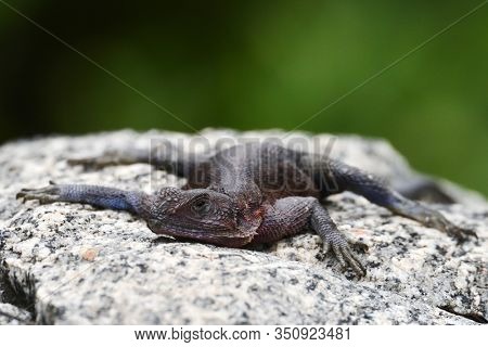 The Namib rock agama (Agama planiceps) in african natural park