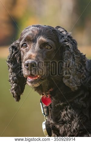 Beautiful Black Young Cocker Spaniel Playing In A Green Autumn Landscape Wearing A Compass ,sfanta A