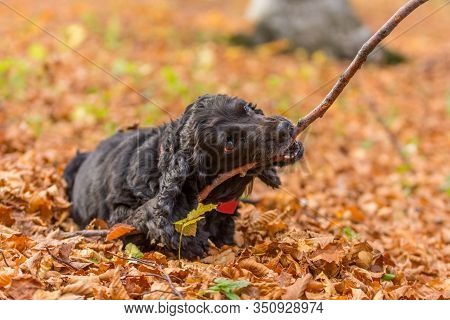 Beautiful Black Young Cocker Spaniel Playing In An Autumn Landscape With Copper Dry Fallen Leaves,sf